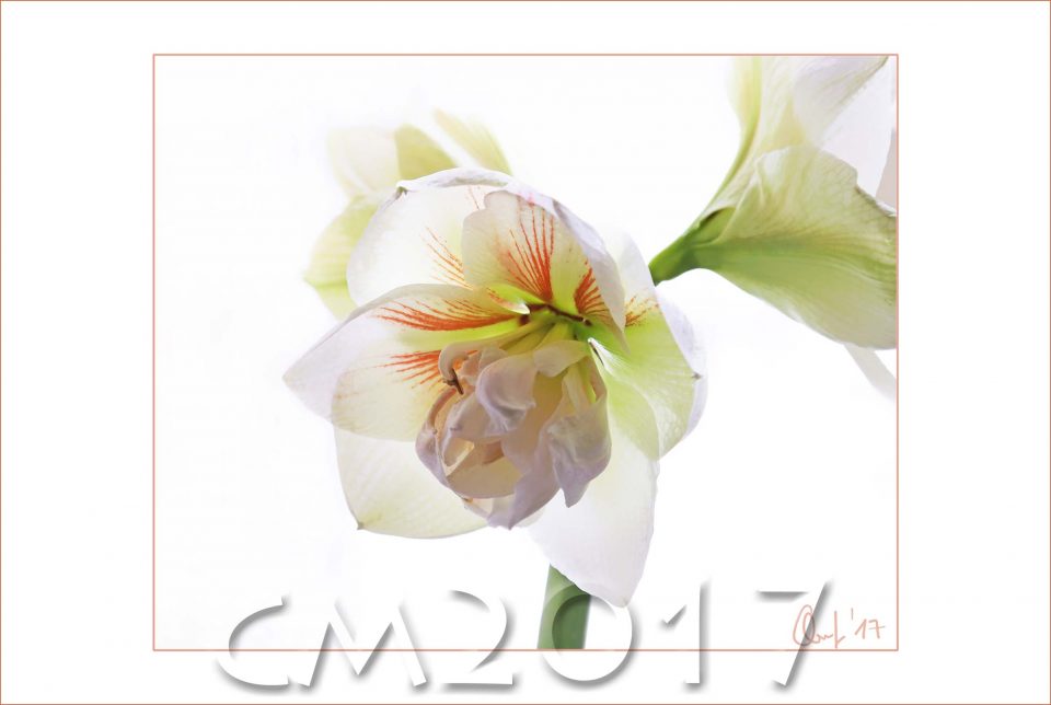 Amaryllis, autor: charlotte moser