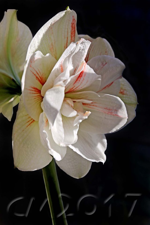 Amaryllis, autor: charlotte moser