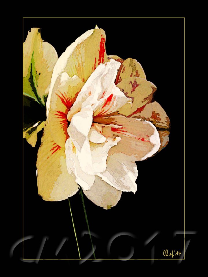 Amaryllis, autor: charlotte moser