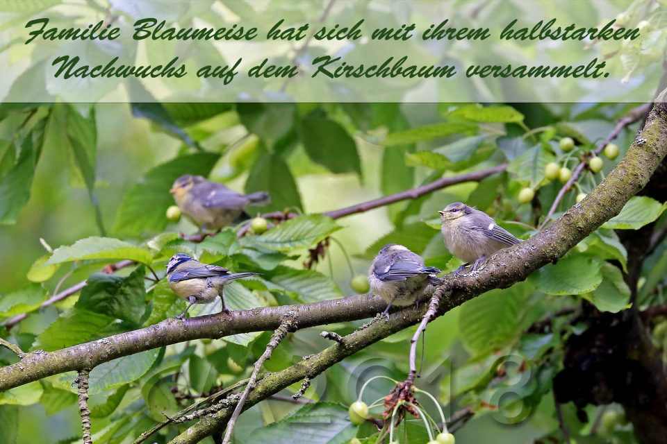 Blaumeisen, autor: charlotte moser