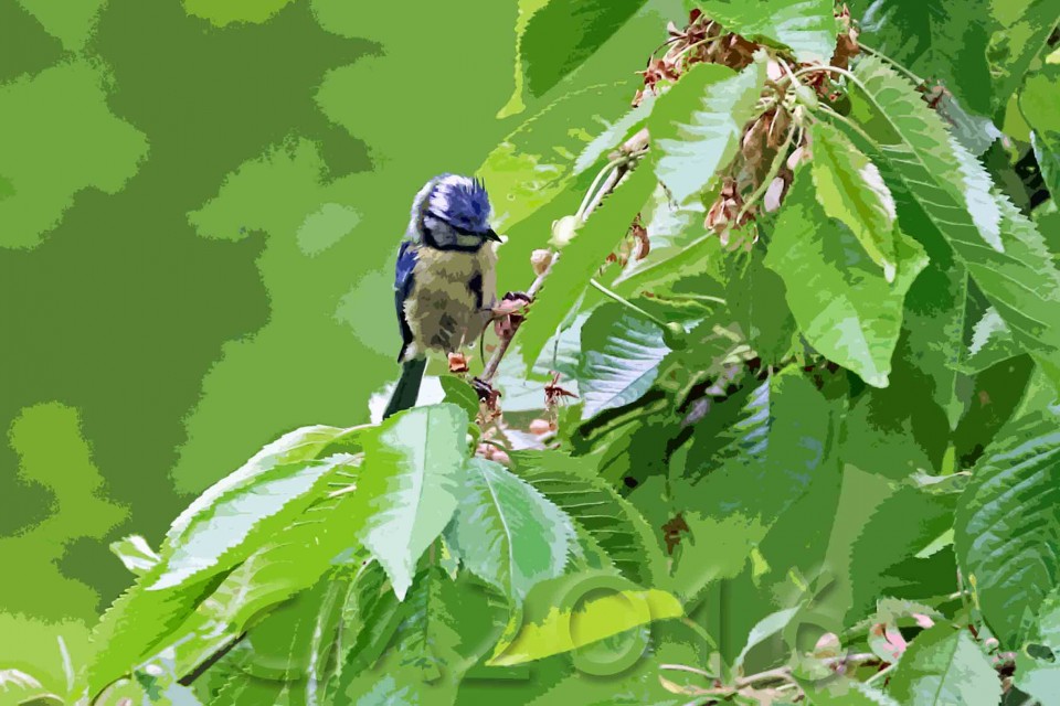 Blaumeise beim Brutgeschäft, autor: charlotte moser