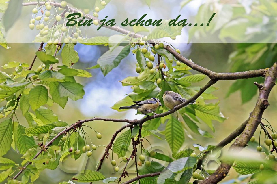 Blaumeisen, autor: charlotte moser