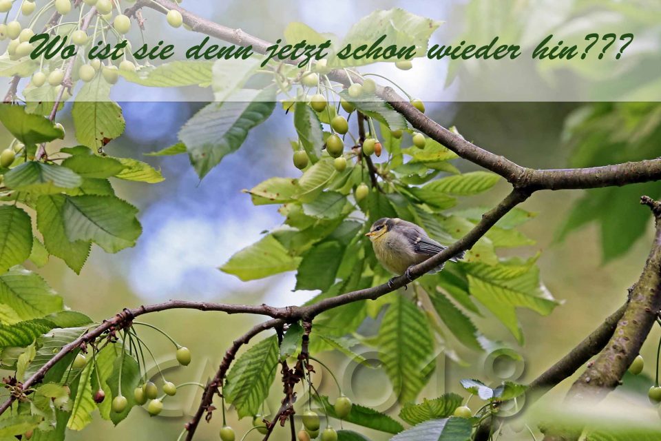 Blaumeisen, autor: charlotte moser