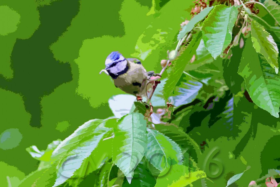Blaumeise beim Brutgeschäft, autor: charlotte moser