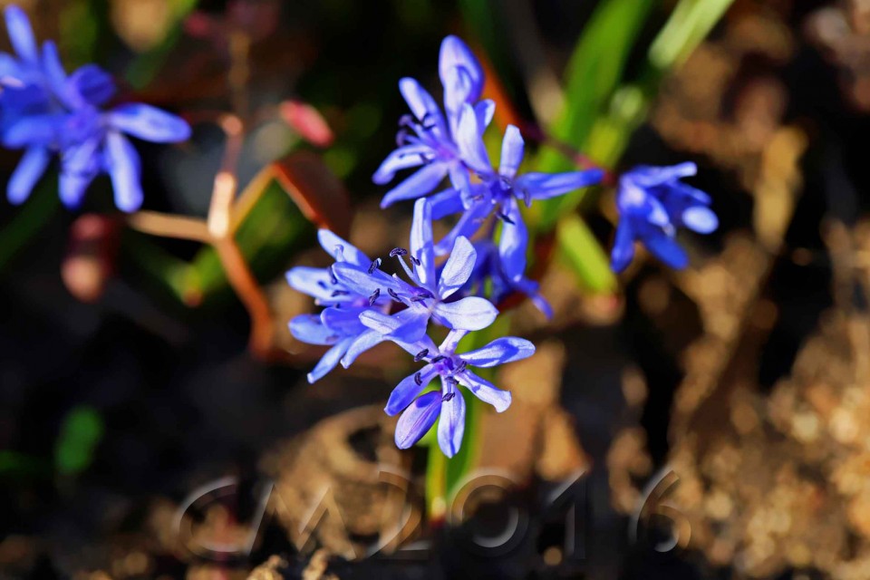 Blausternchen, autor: charlotte moser
