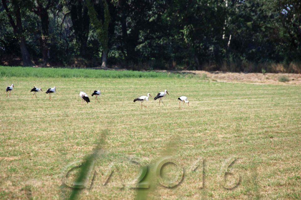 Camargue, autor: charlotte moser
