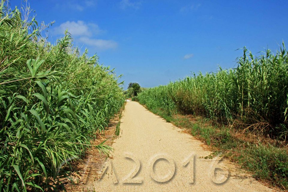 Camargue, autor: charlotte moser