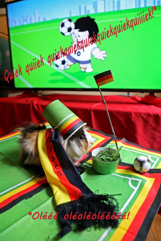 EM-Meerschweinchen, autor: charlotte moser