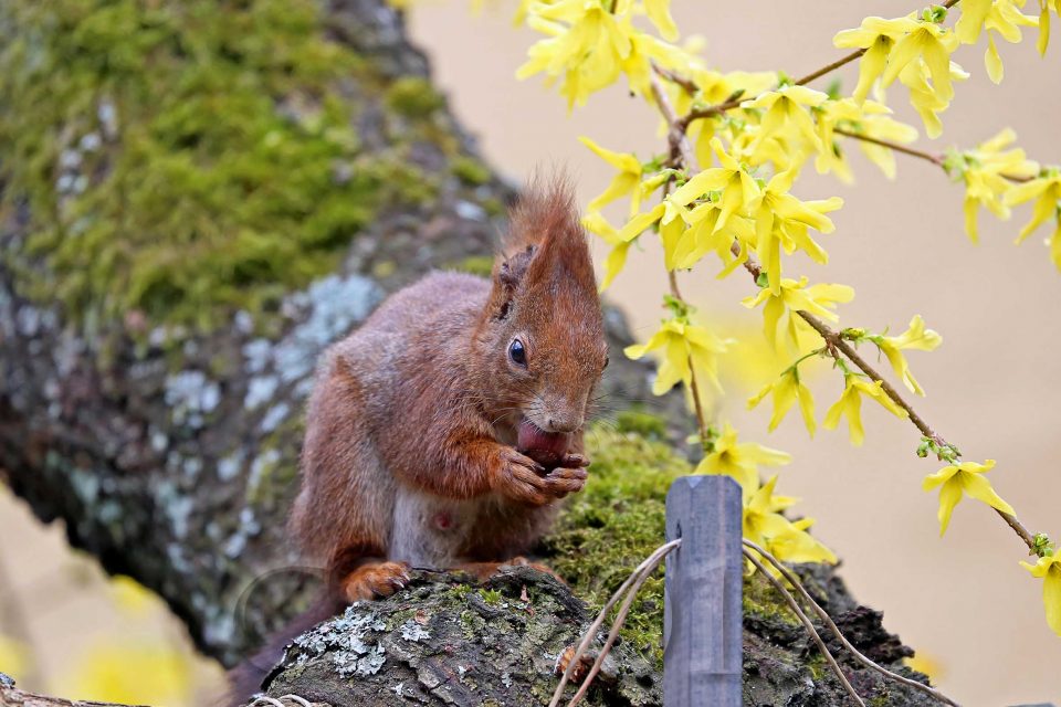 Eichhörnchen, Autor: Charlotte Moser