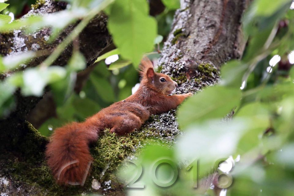 Eichhörnchen, Autor: Charlotte Moser 2018