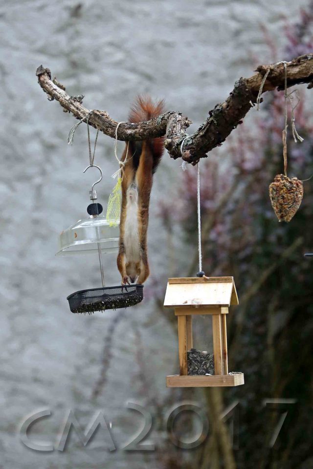Eichhörnchen, autor: charlotte moser