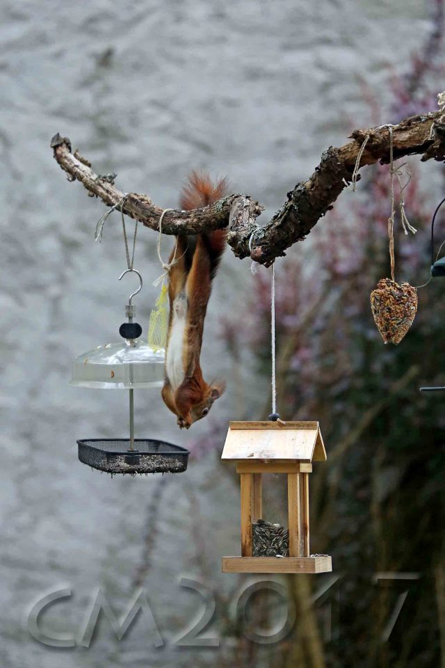 Eichhörnchen, autor: charlotte moser