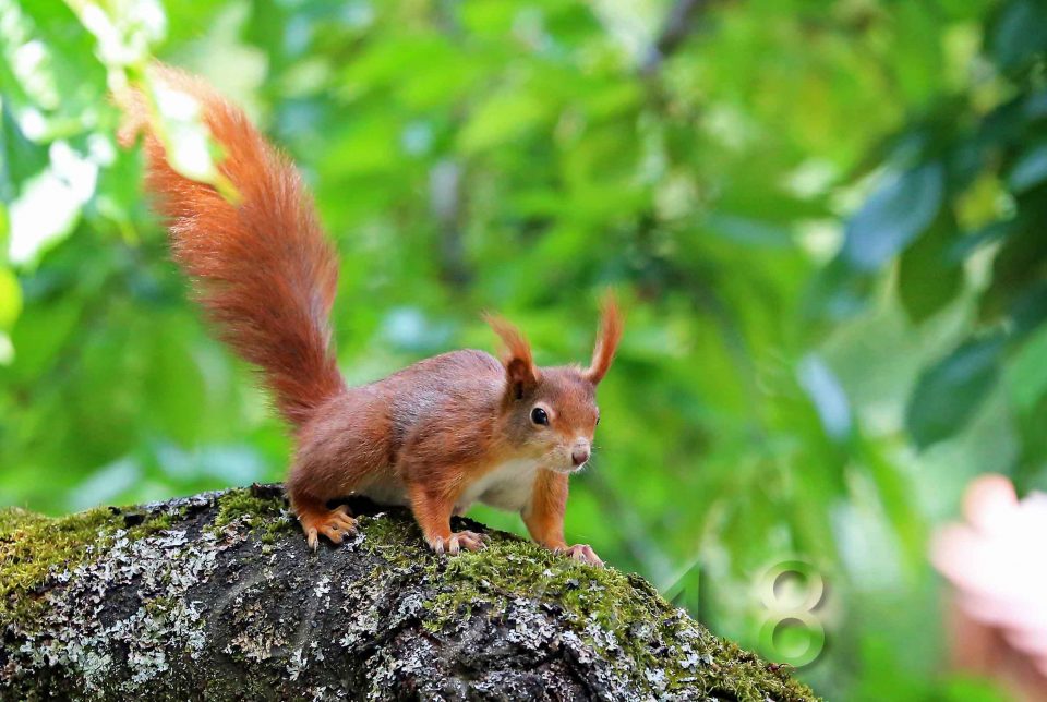 Eichhörnchen, Autor: Charlotte Moser 2018