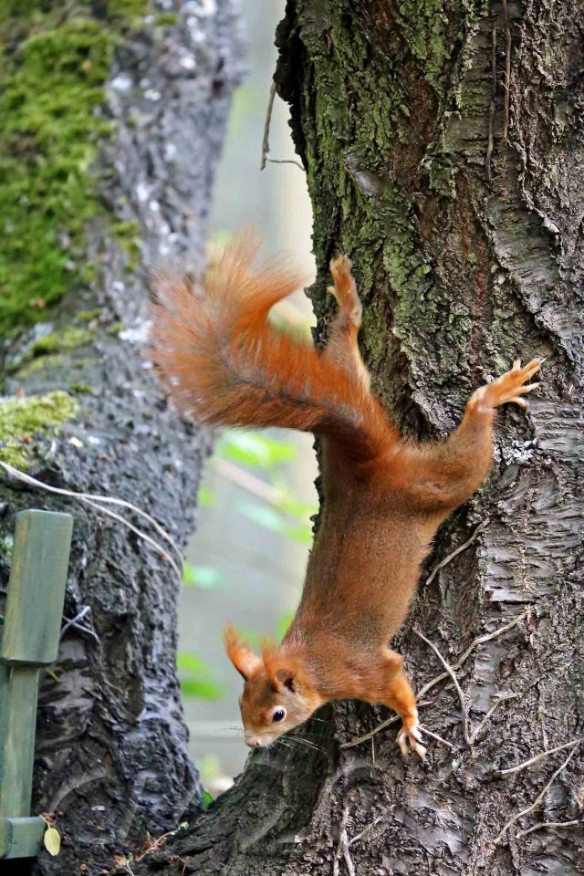 Eichhörnchen, Autor: Charlotte Moser 2018