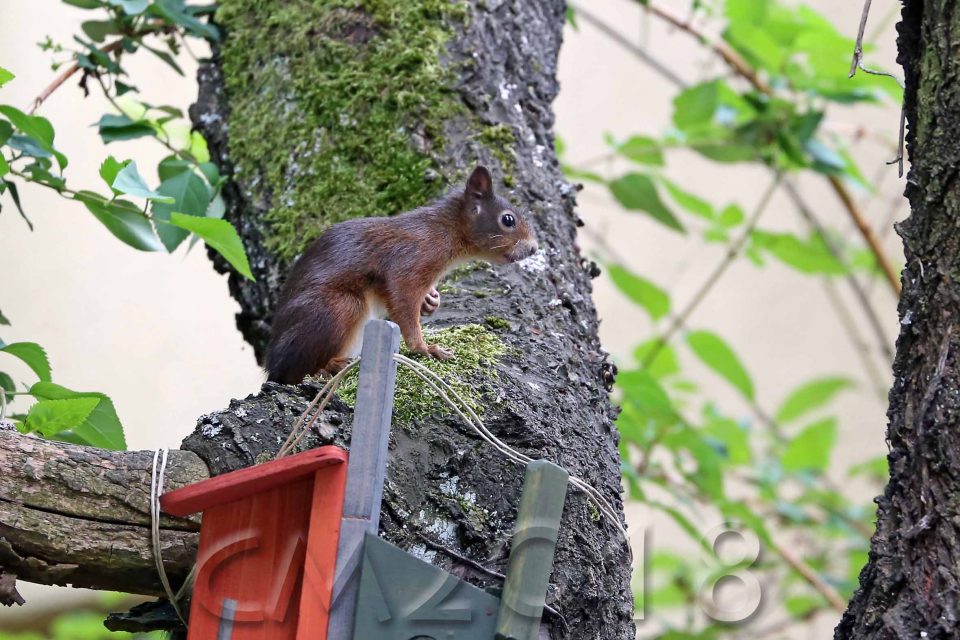Eichhörnchen, Autor: Charlotte Moser 2018