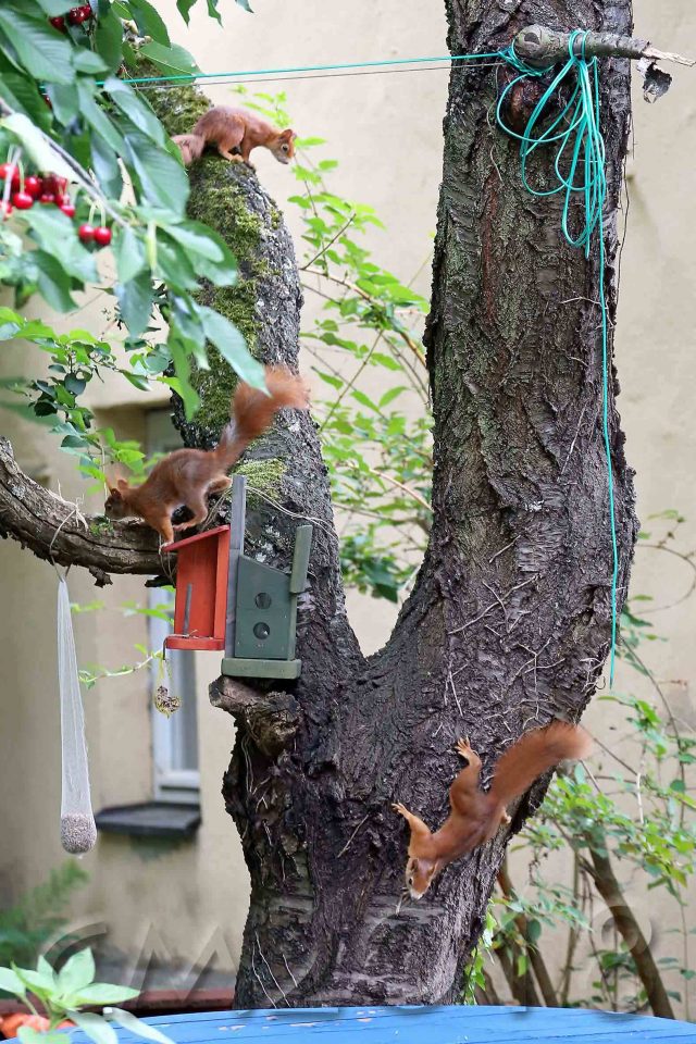 Eichhörnchen, Autor: Charlotte Moser 2018