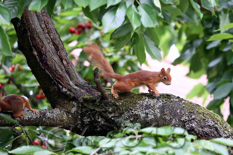 Eichhörnchen, Autor: Charlotte Moser 2018