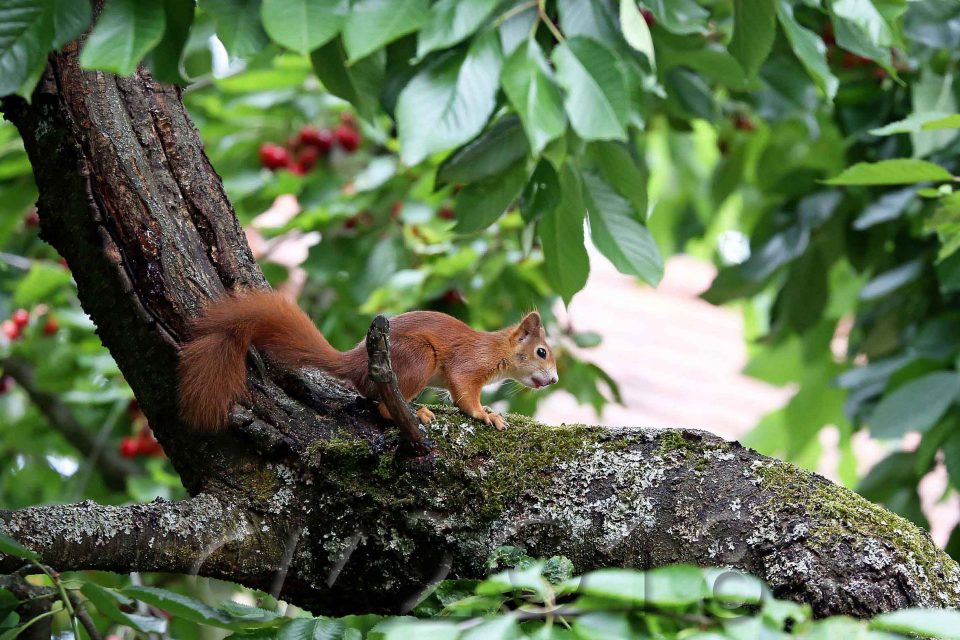 Eichhörnchen, Autor: Charlotte Moser 2018