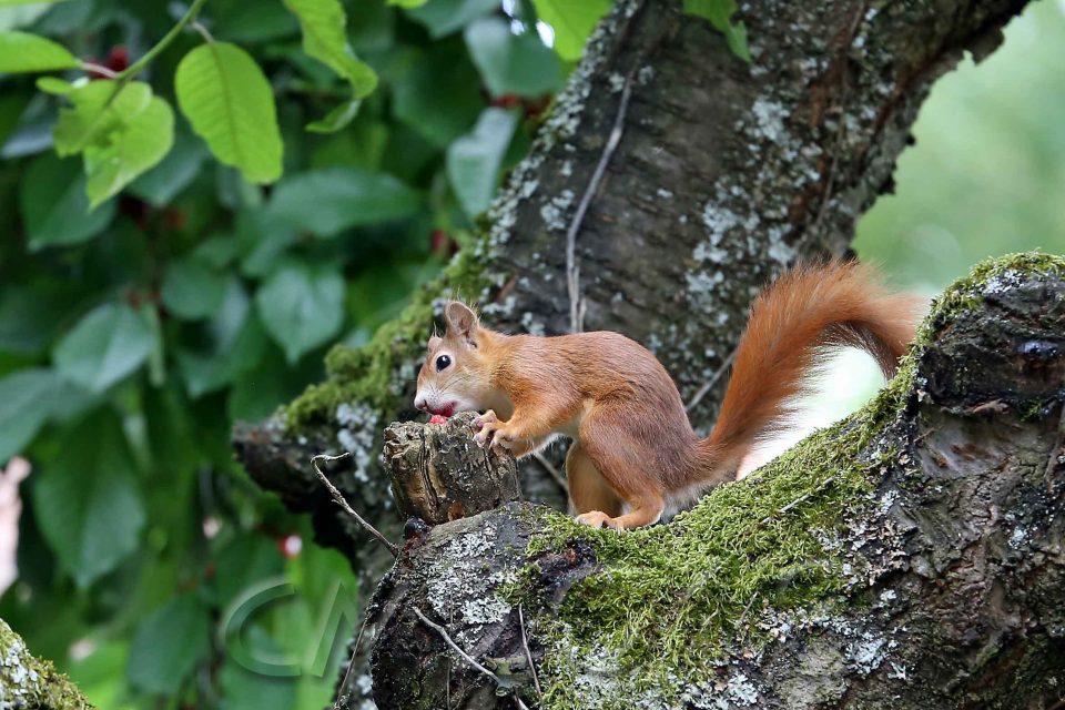Eichhörnchen, Autor: Charlotte Moser 2018