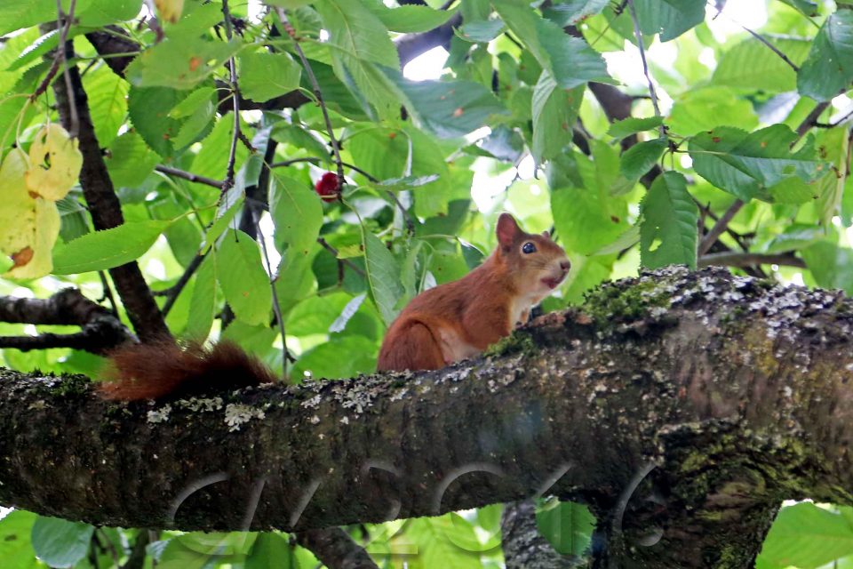 Eichhörnchen, autor: charlotte moser