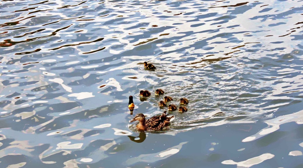 Enten3b_1_kl_Autor_Charlotte_Moser