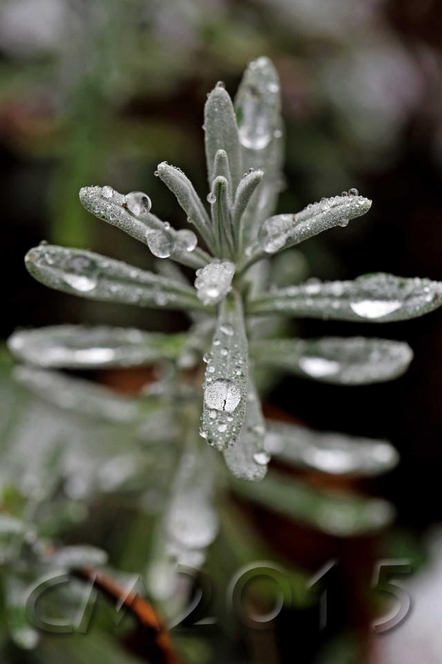 Erster Schnee in Bamberg, Autor: Charlotte Moser
