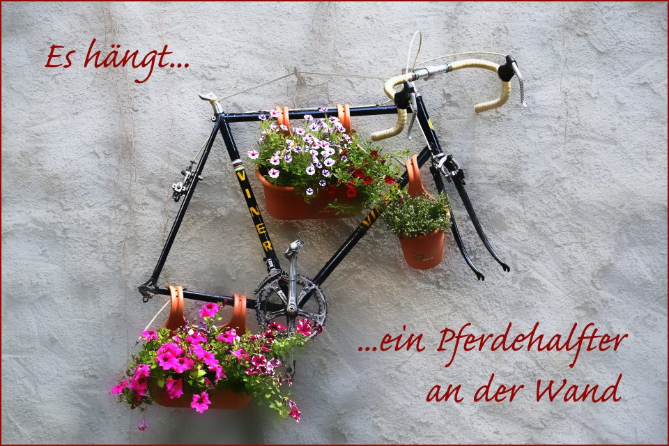 "Pferdehalfter", autor: charlotte moser