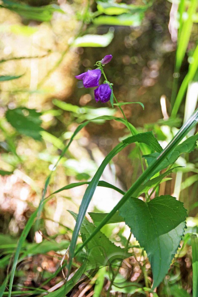 Gilfenklamm, autor: charlotte moser
