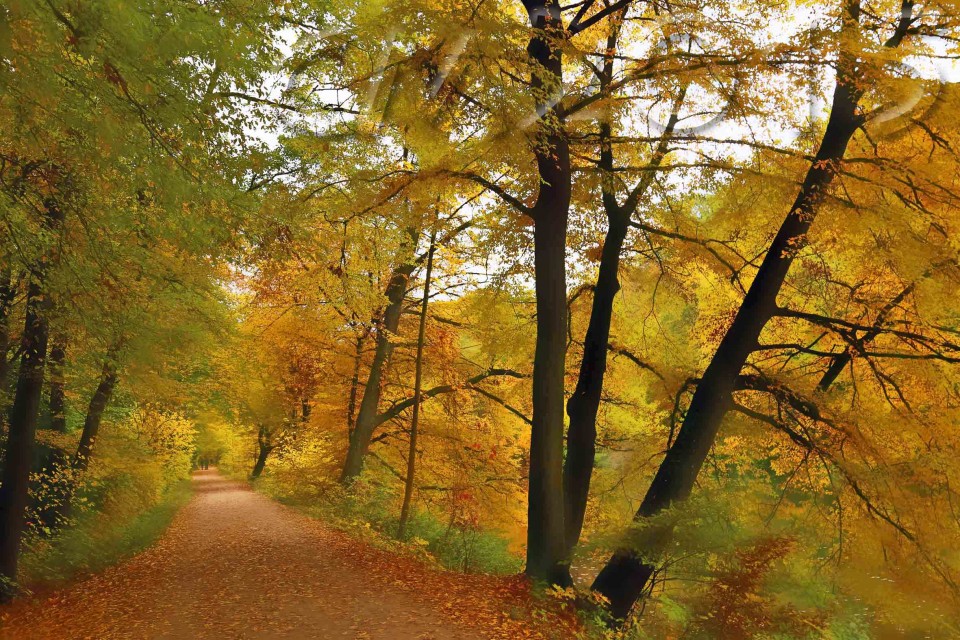 Hain Bamberg, Autor: Charlotte Moser
