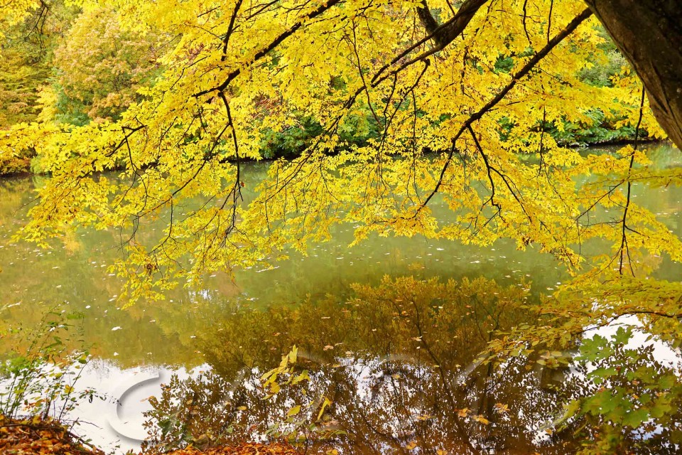 Hain Bamberg, Autor: Charlotte Moser
