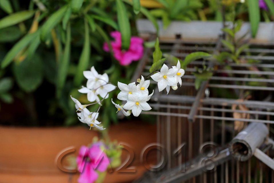 Gartenblumen, Autor: Charlotte Moser