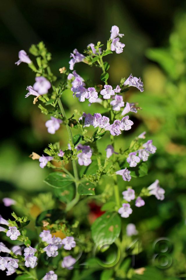 Gartenblumen, Autor: Charlotte Moser