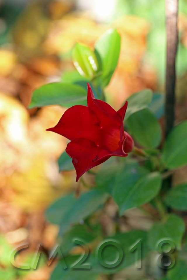 Gartenblumen, Autor: Charlotte Moser