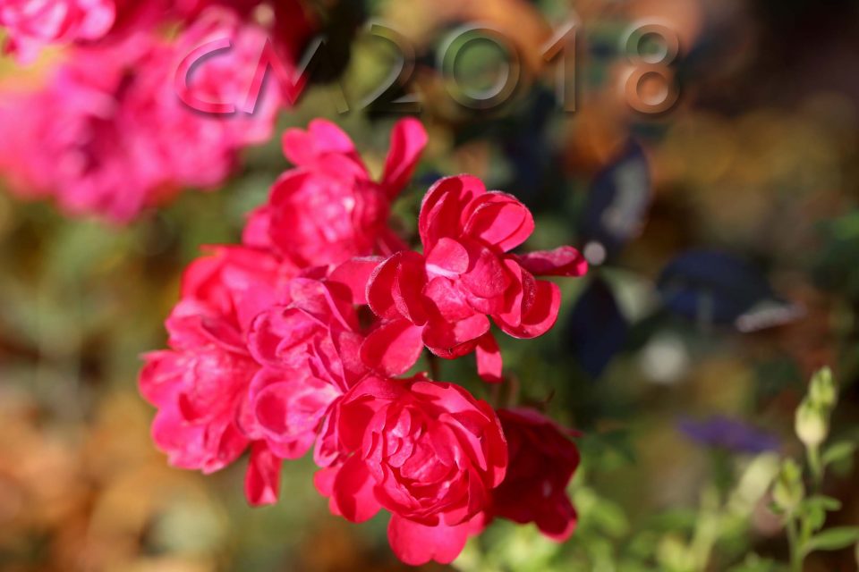 Gartenblumen, Autor: Charlotte Moser