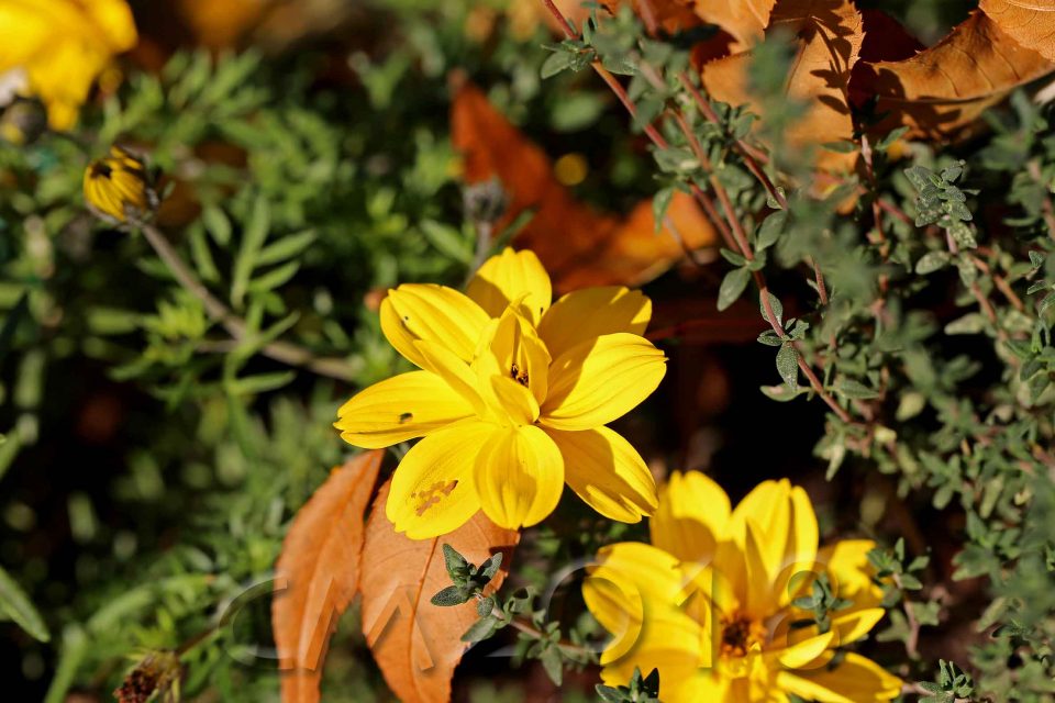 Gartenblumen, Autor: Charlotte Moser
