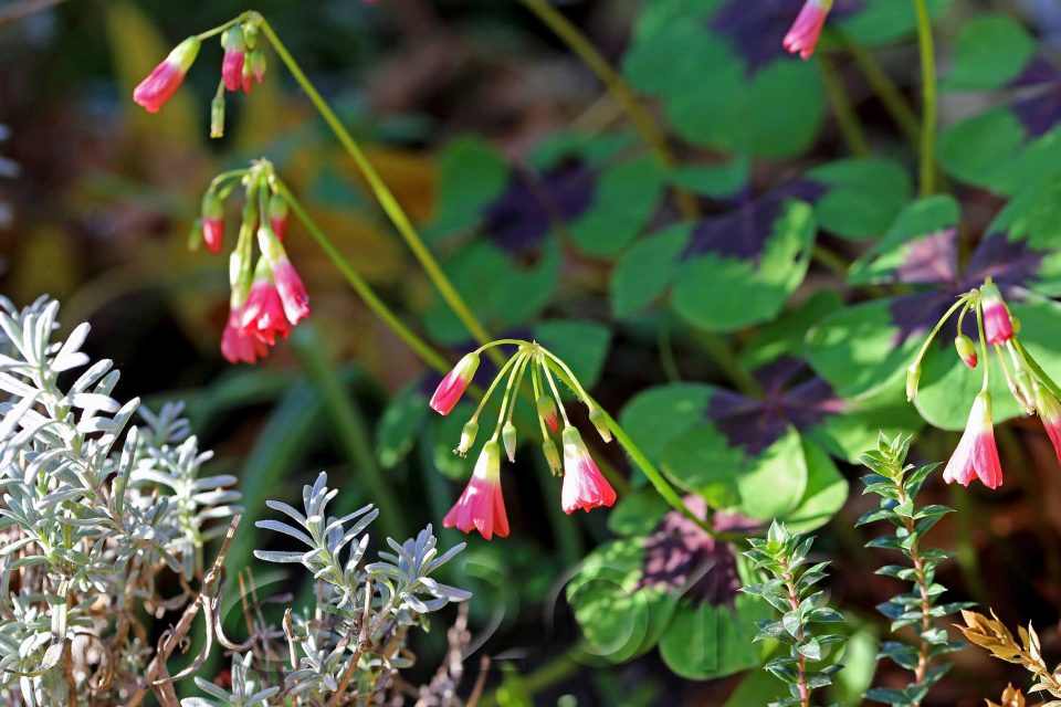 Gartenblumen, Autor: Charlotte Moser