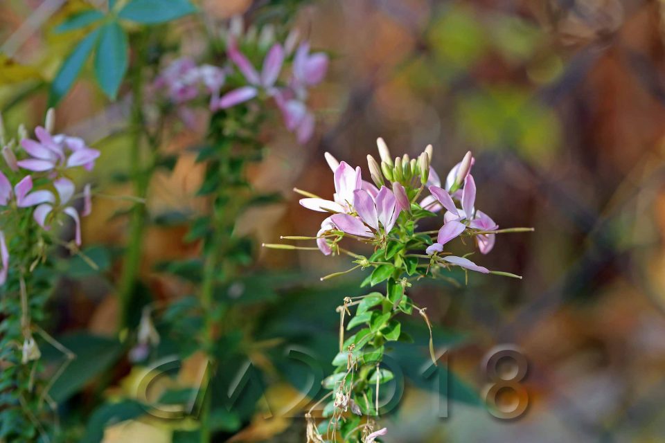 Gartenblumen, Autor: Charlotte Moser