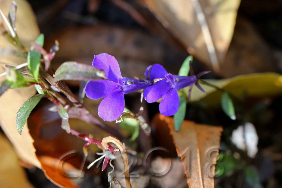 Gartenblumen, Autor: Charlotte Moser