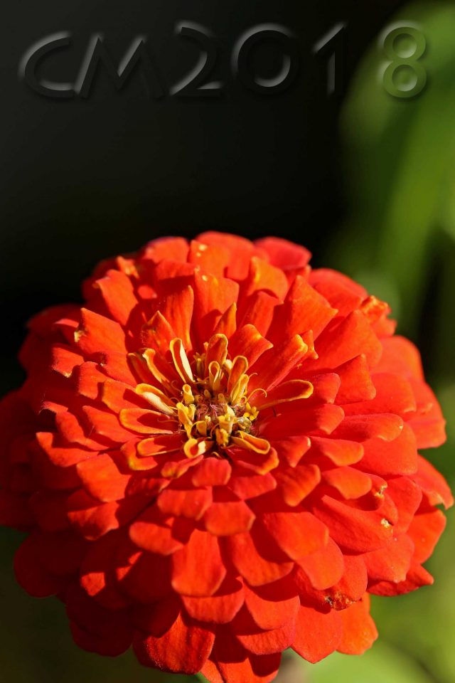 Gartenblumen, Autor: Charlotte Moser