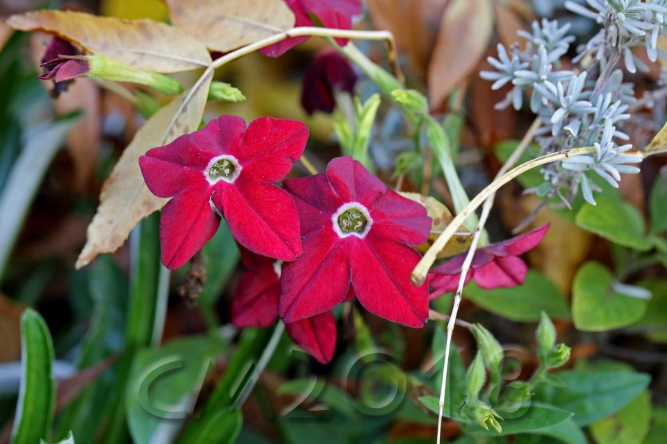 Gartenblumen, Autor: Charlotte Moser