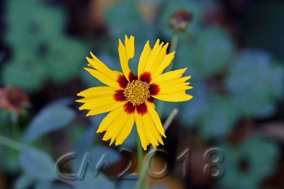Gartenblumen, Autor: Charlotte Moser