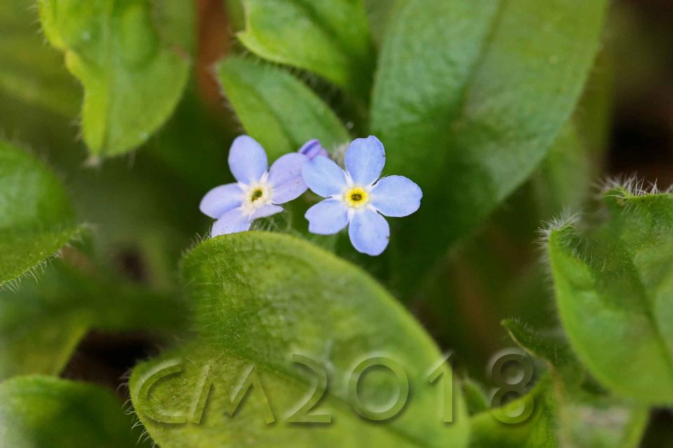 Gartenblumen, Autor: Charlotte Moser