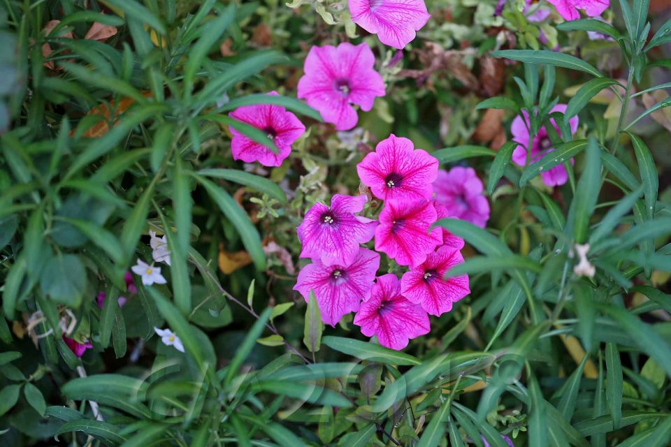 Gartenblumen, Autor: Charlotte Moser