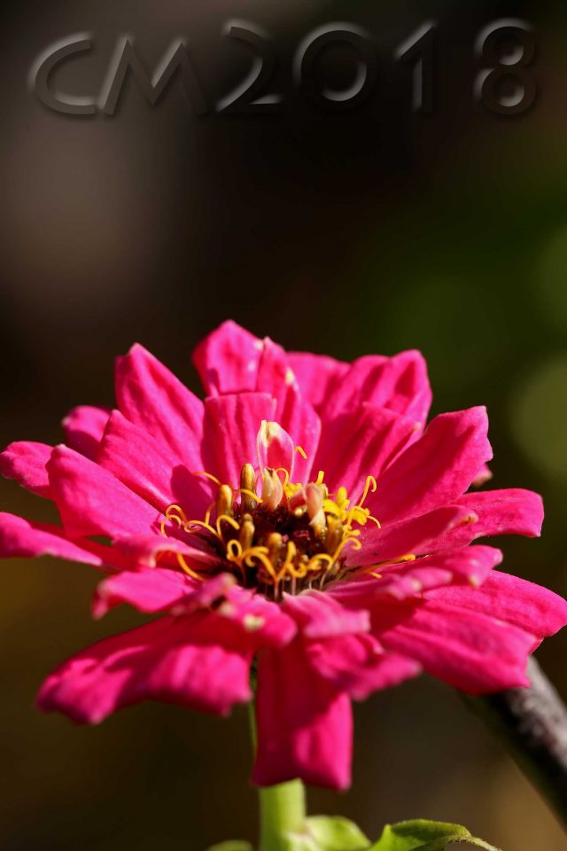 Gartenblumen, Autor: Charlotte Moser