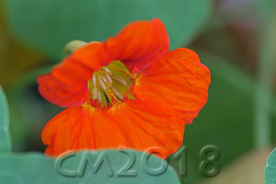 Gartenblumen, Autor: Charlotte Moser