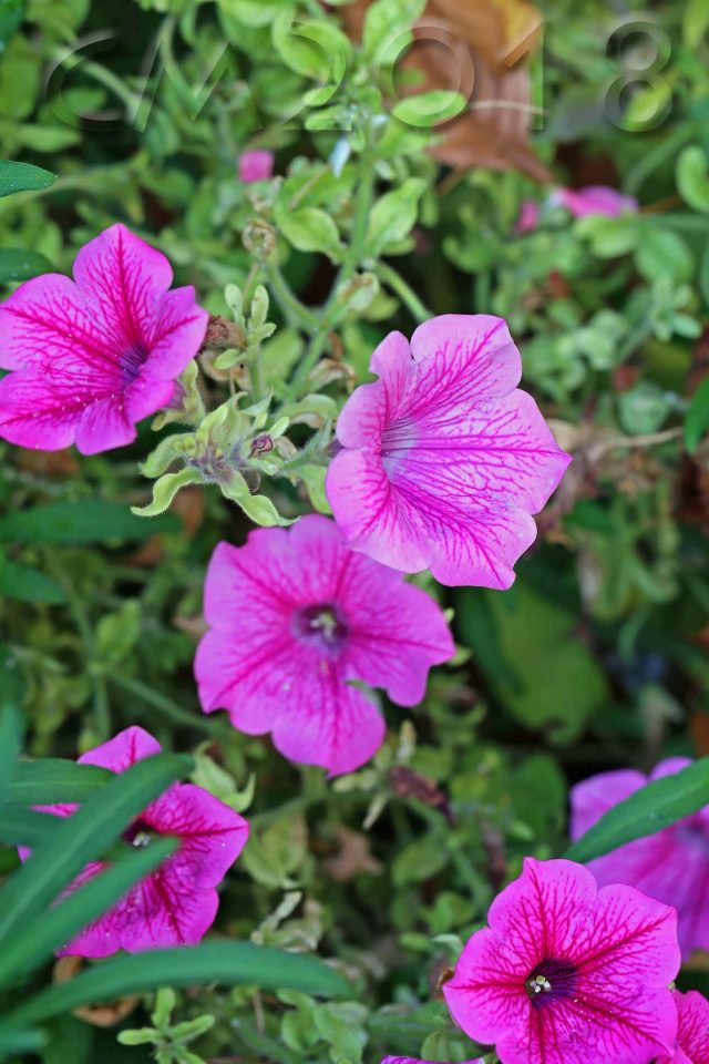Gartenblumen, Autor: Charlotte Moser
