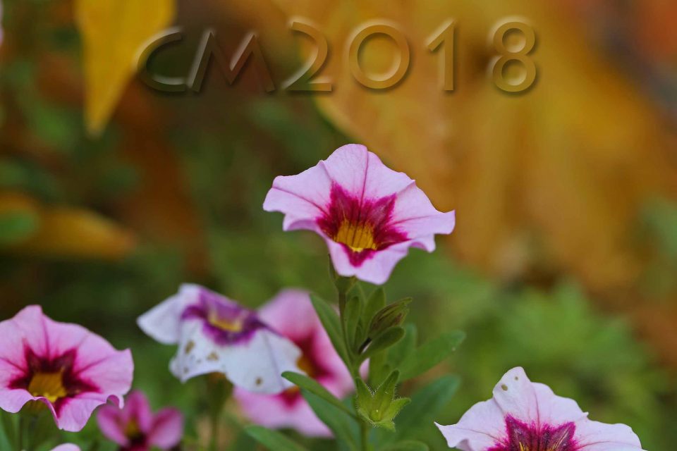 Gartenblumen, Autor: Charlotte Moser