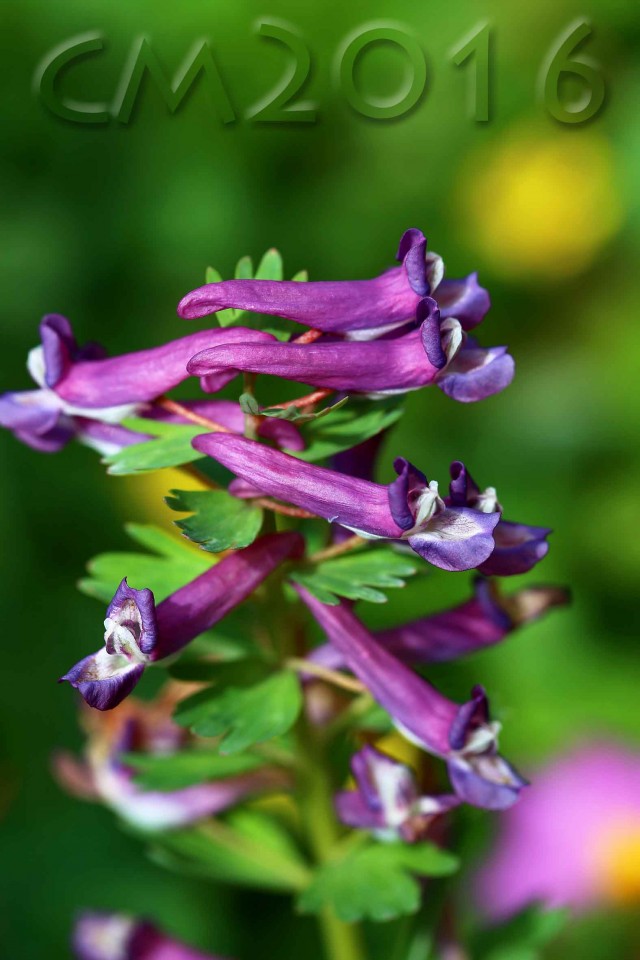 Hohler Lerchensporn, autor: charlotte moser