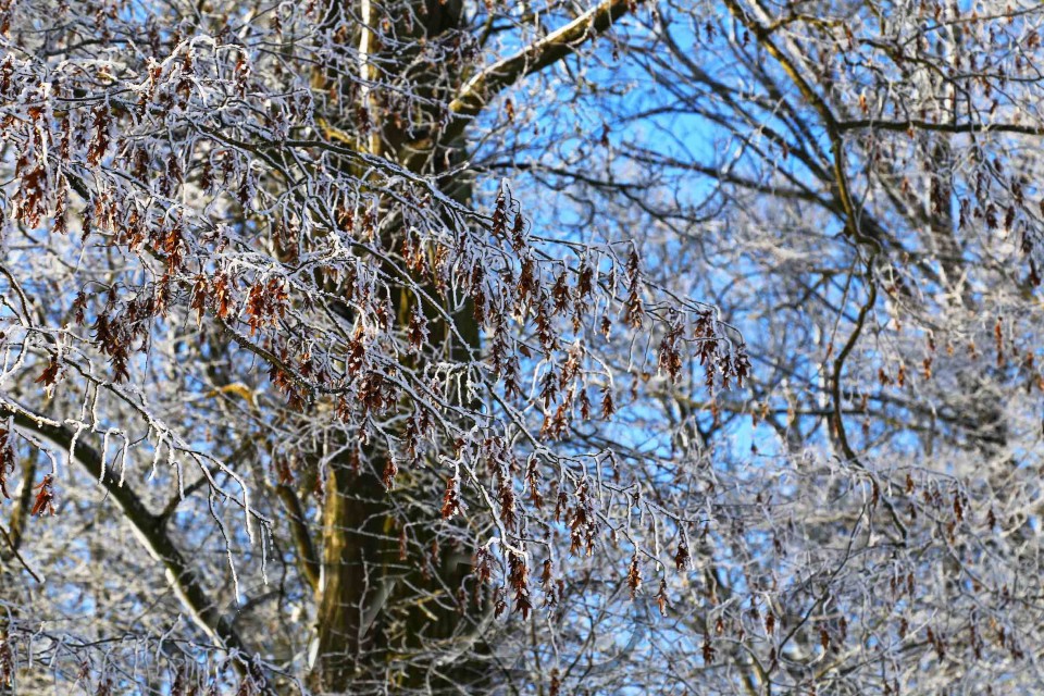 Wintersonne im Januar, Bamberg, Autor: Charlotte Moser