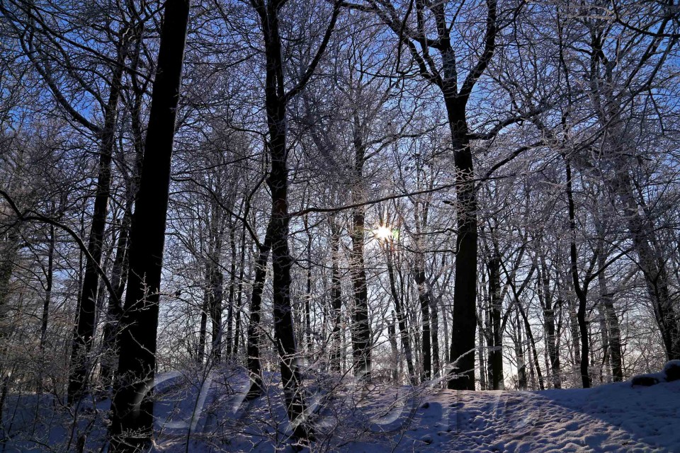 Wintersonne im Januar, Bamberg, Autor: Charlotte Moser